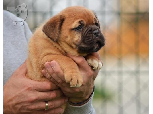 Dogue de Bordeaux